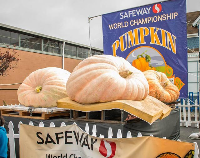 Safeway weighoff pumpkins on display