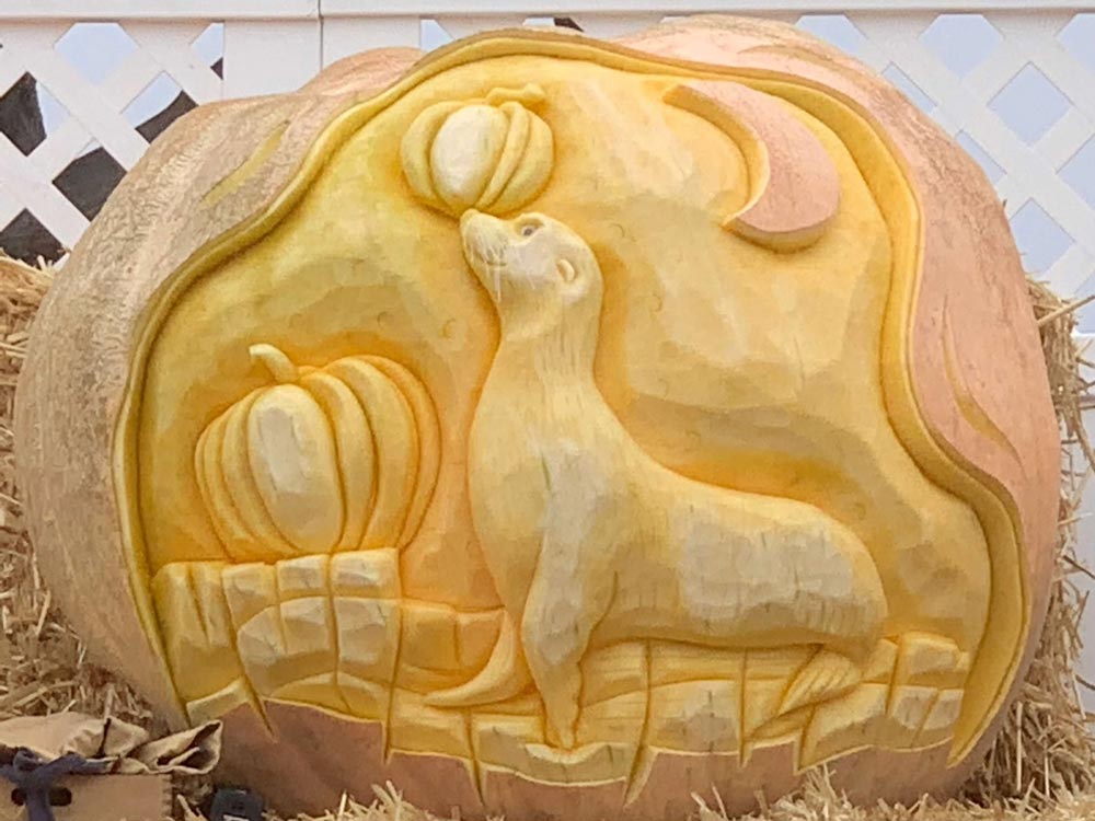Playful seal carved in pumpkin
