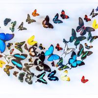 Butterfly Gallery by Stephen Albaranes